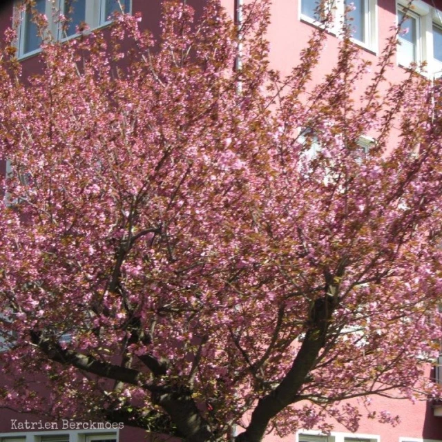 a pink flowering tree next to a pink building