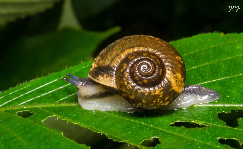 the small snail is on top of a green leaf