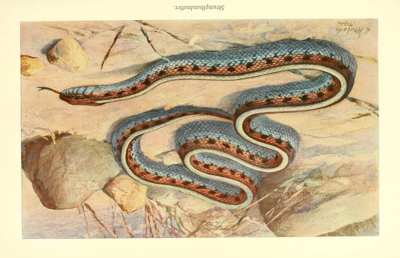 an image of a snake that is on the ground