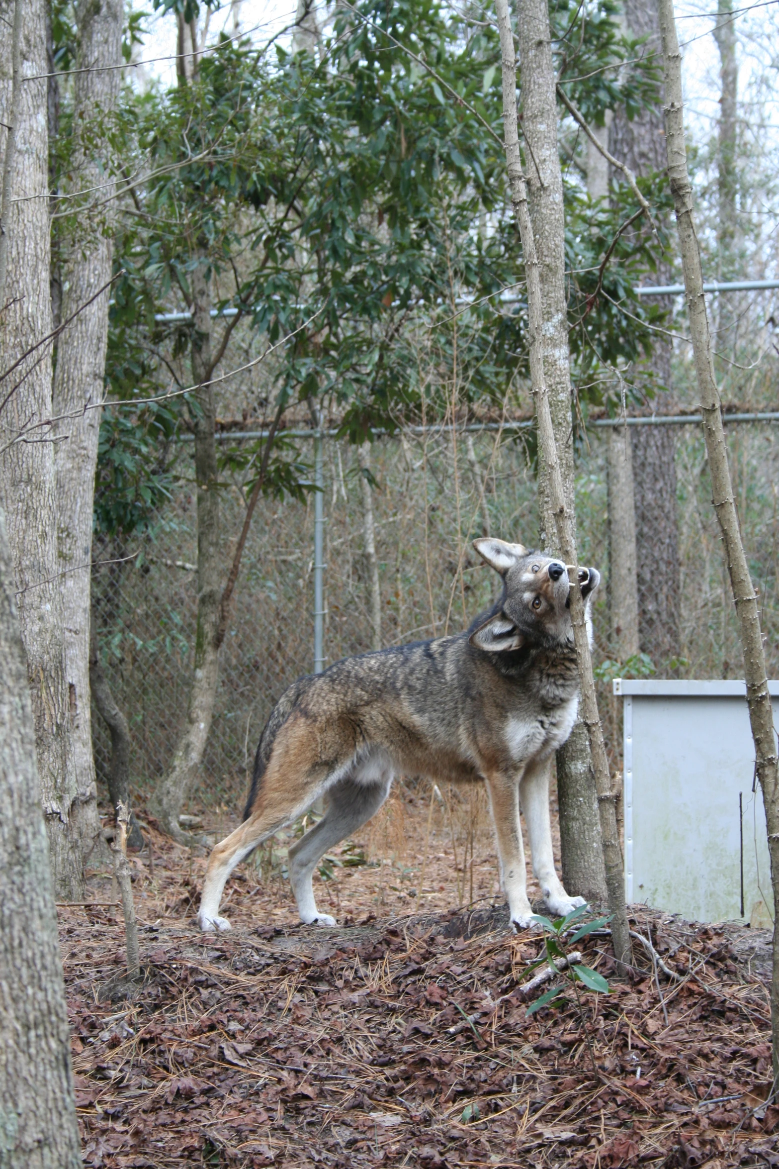 a wolf is looking up into the air