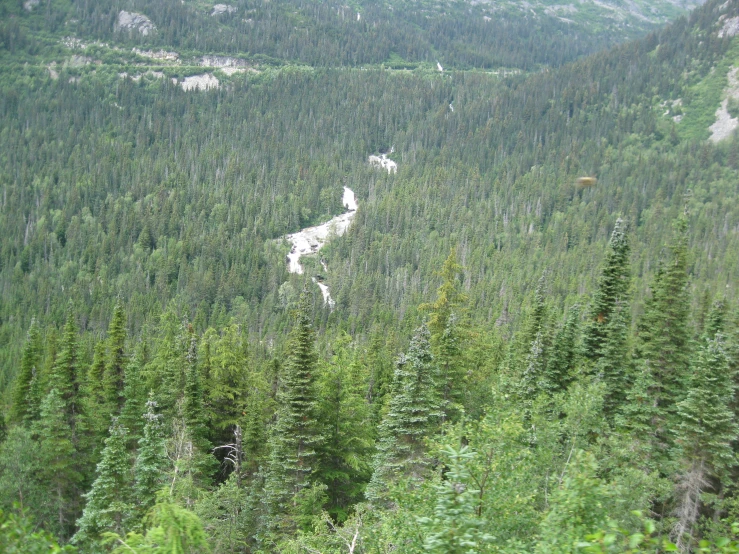 a winding road surrounded by trees in the woods