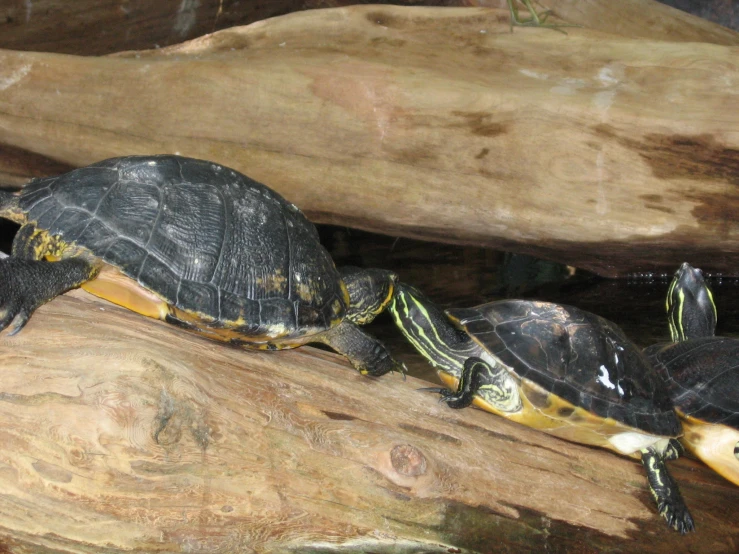 three turtles sitting on top of a wooden log