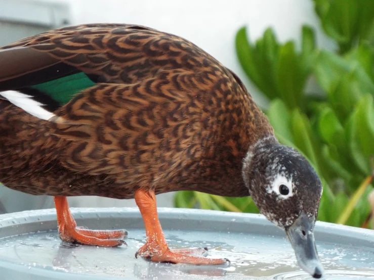 a duck drinking from a large, blue plant pot