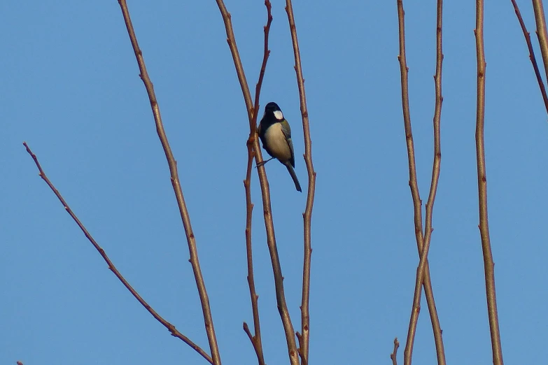 two birds are sitting on nches looking up