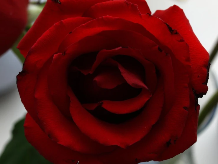 close up of the center of a rose with buds