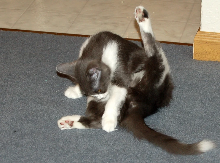 a small gray and white kitten playing with a white ball