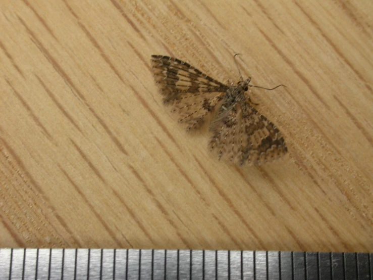 a small gray and black moth sitting on wood