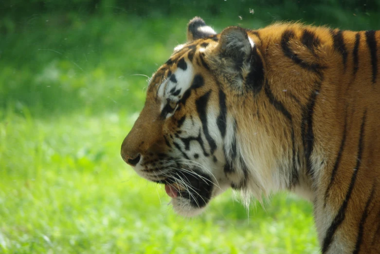 a tiger that is standing in the grass