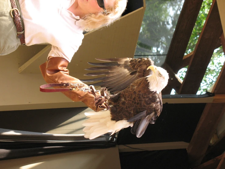an adult bald eagle taking off from a person's hand