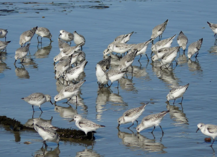 many birds are standing in a shallow pool