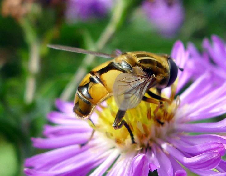 a bee sitting on a flower, on a purple flower