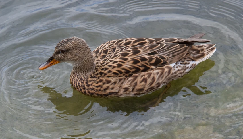 a duck that is sitting in some water