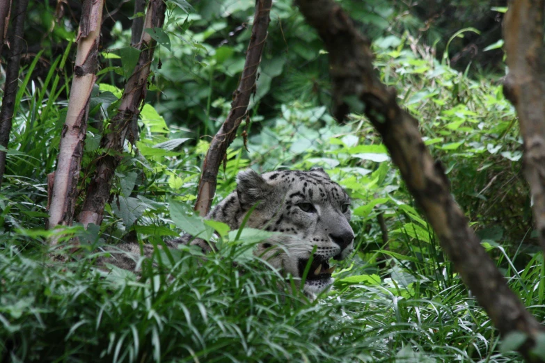 a snow leopard standing in the forest behind lush vegetation