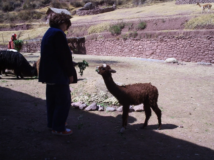 a woman in a black suit looking at an llama
