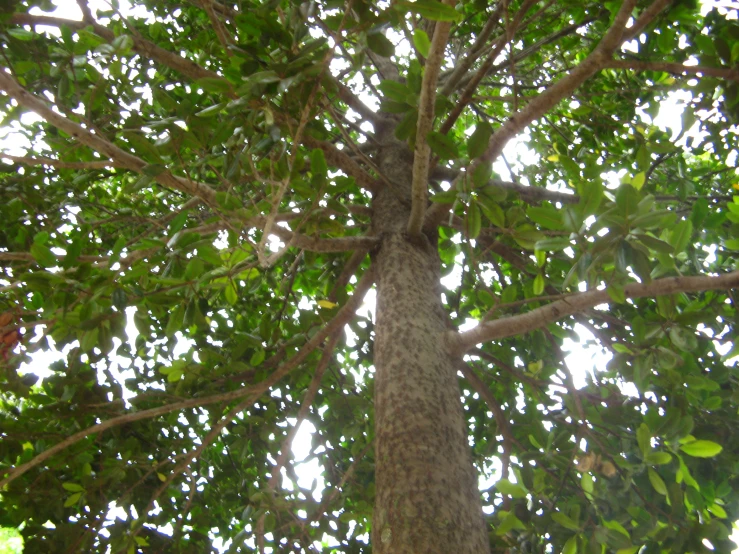 a tree with very large green leaves is looking up