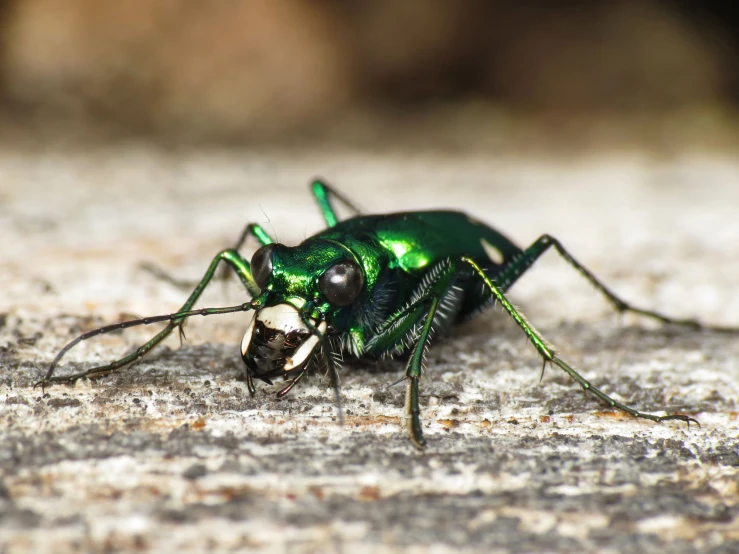 the insect is sitting on the concrete outside