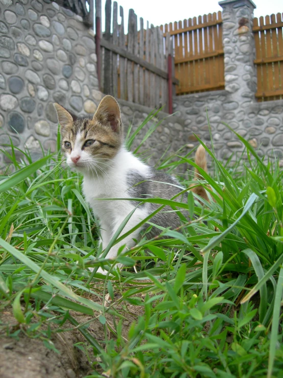 a small kitten is sitting in the grass