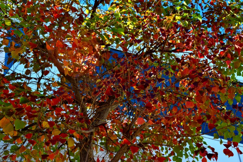 an autumn tree with red and yellow leaves