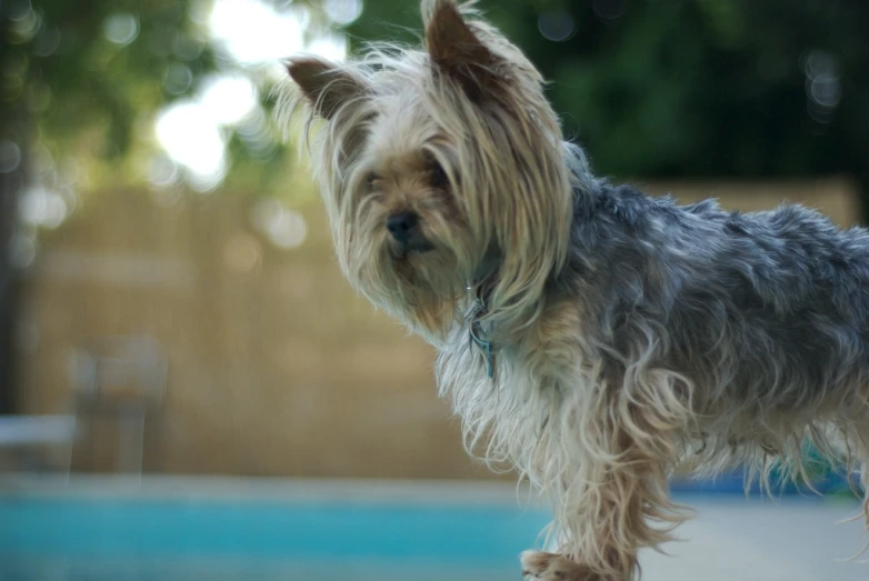 a dog with white and grey fur is near the pool