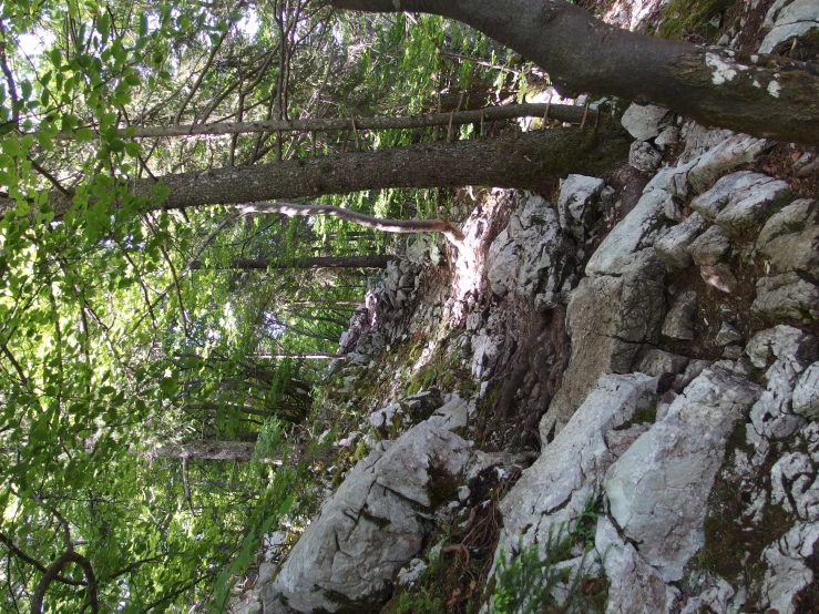 a forest filled with lots of trees and rocks