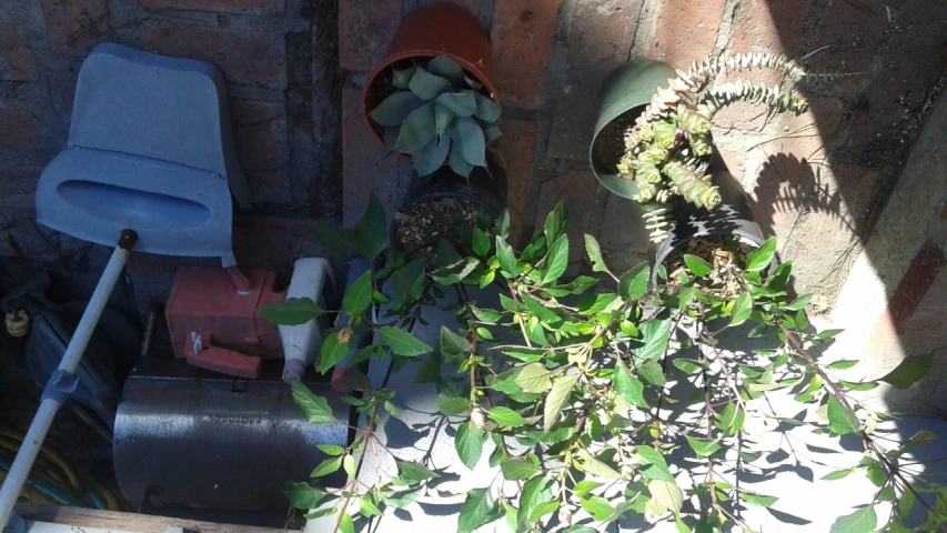 several pots that have plants next to a wall