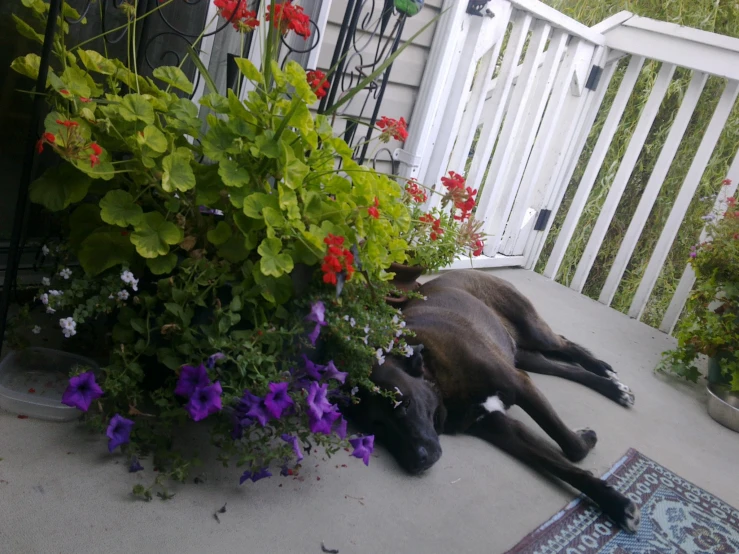 the two dogs are sleeping next to the plants