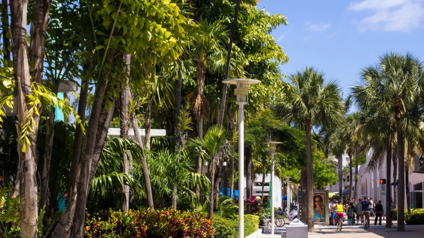 a tree lined city street with many palm trees