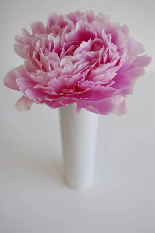 a pink flower is in a white vase