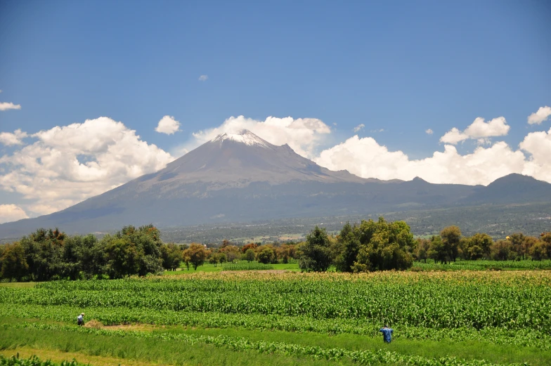 two people in a field of crops with a mountain in the distance