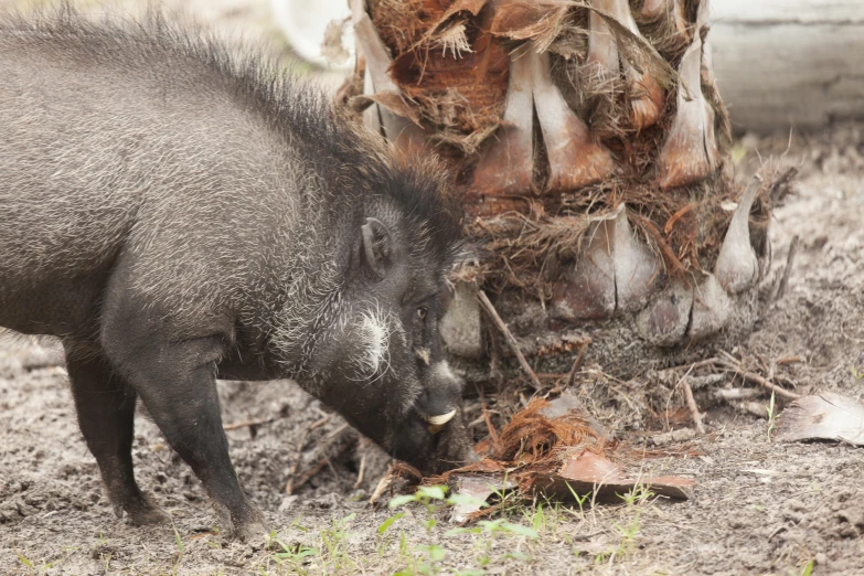 a baby boar sniffing soing from a pile of dried grass