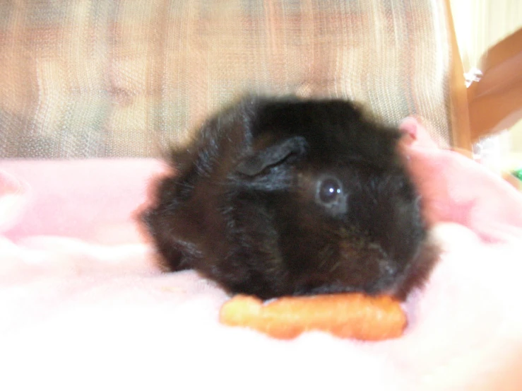 a black bunny is eating a piece of food