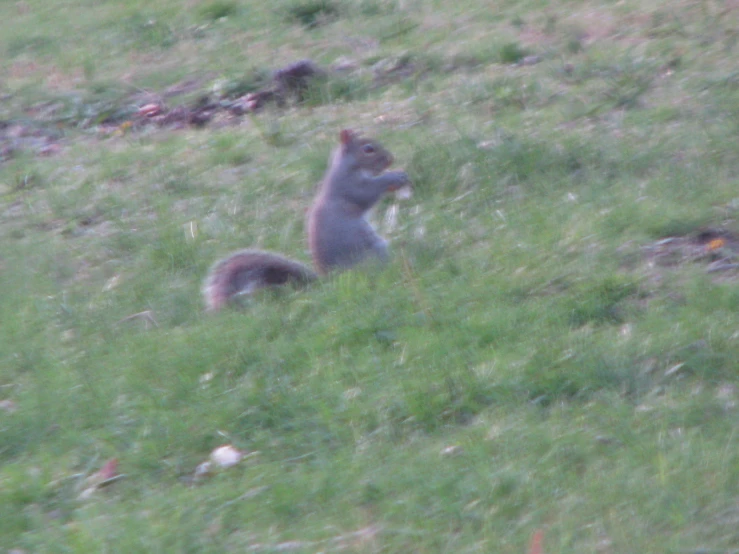 the squirrel is sitting in the grass in the field