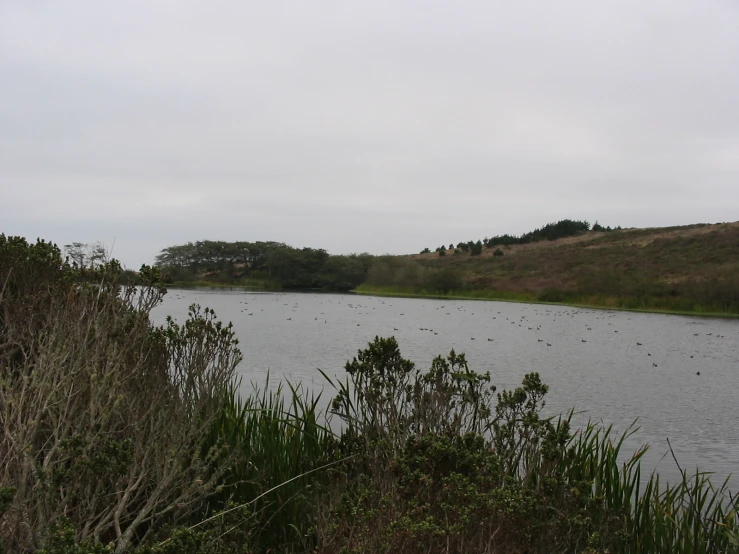 there are many birds flying around the pond