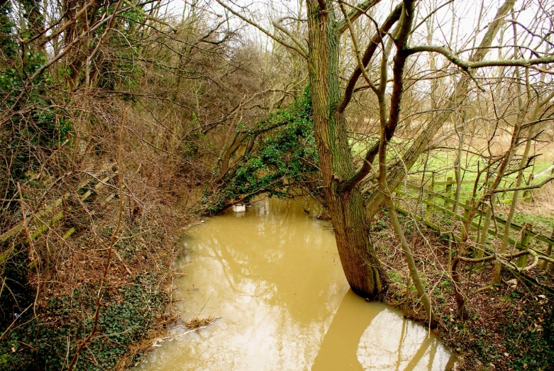 water in a creek and some bare trees