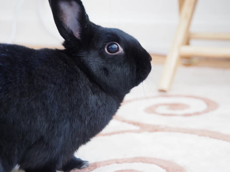 a small black rabbit is sitting on the ground