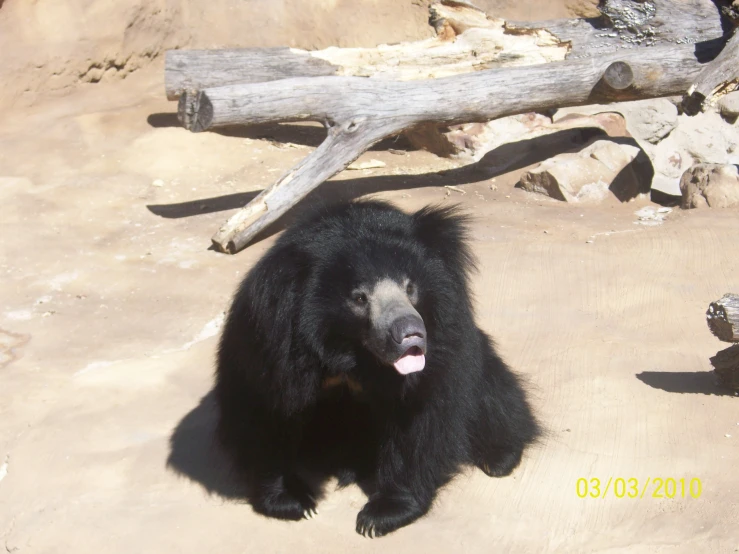 a black bear standing up on top of sand