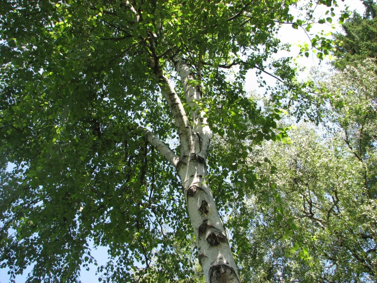 a tall birch tree towering over a lush green forest