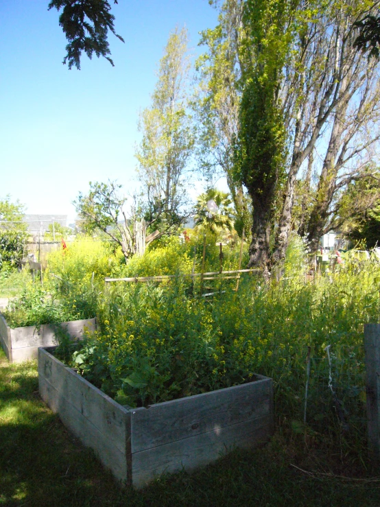 a garden filled with lots of plants and lots of tall trees