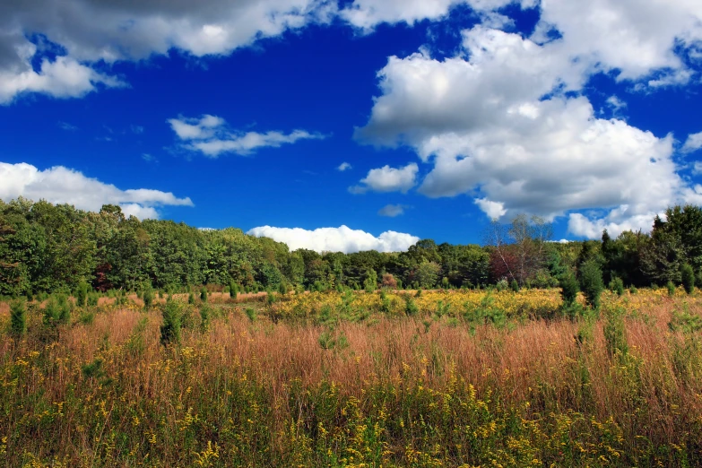 the fields are covered in a variety of thick brush