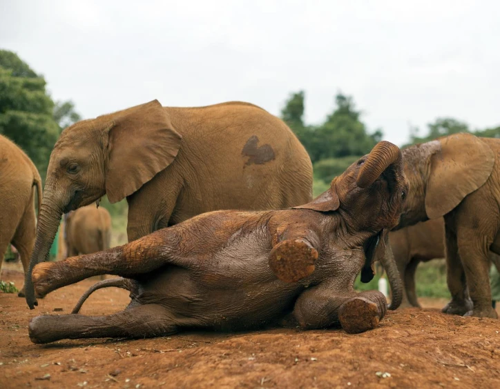 a group of elephants grazing on the ground