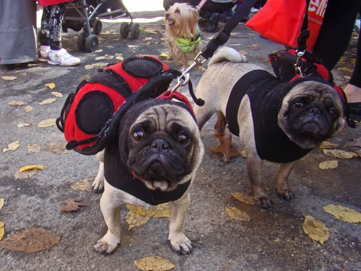 two pug dogs in costume walk on leashes