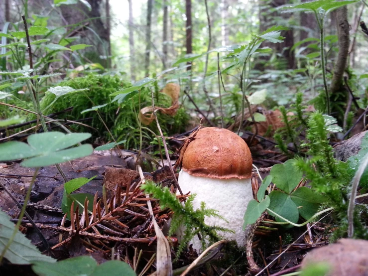 small mushrooms sit on the ground in a forest