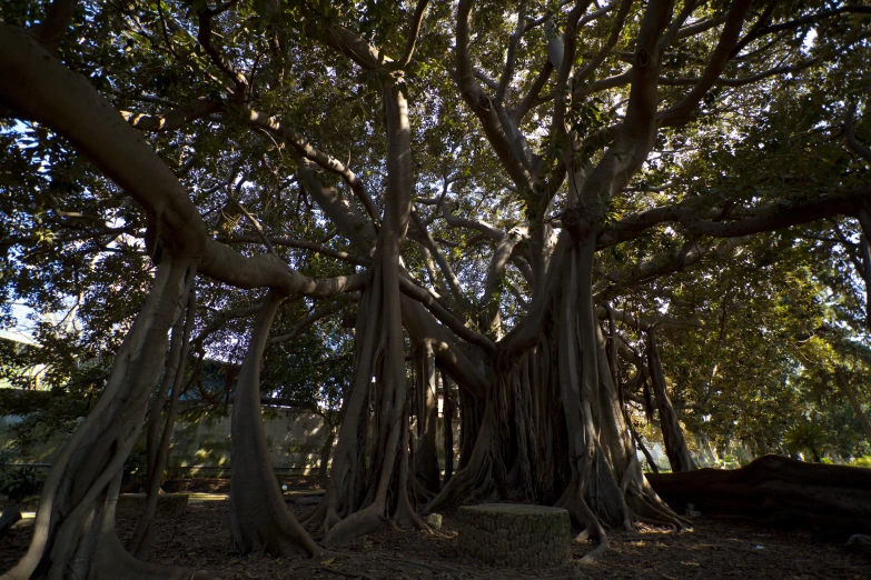 a huge tree that is surrounded by many other trees