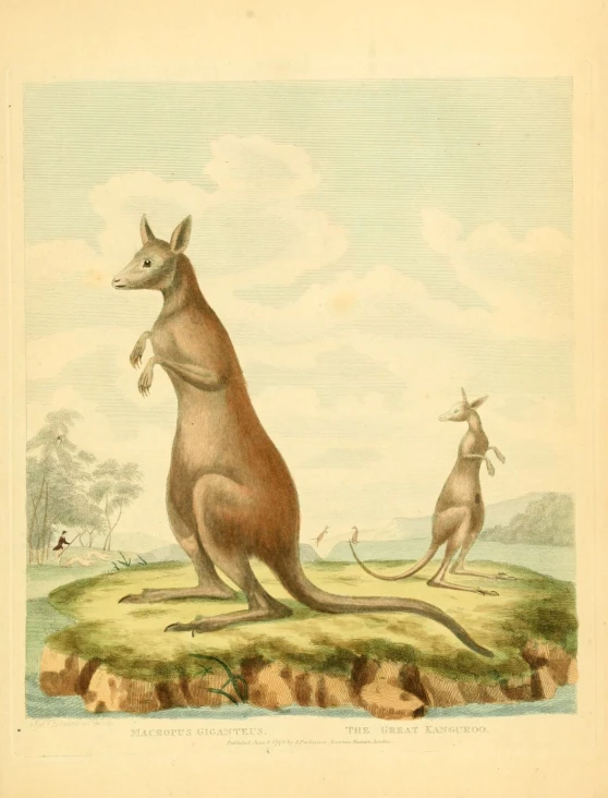 an illustration of kangaroos that appear to be hunting in the wild