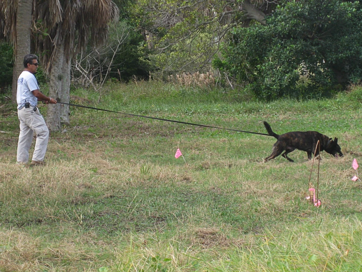 the man and the dog are playing with the stick