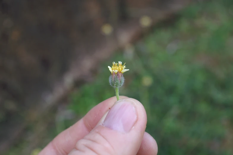 the small flower is growing from the side of the finger