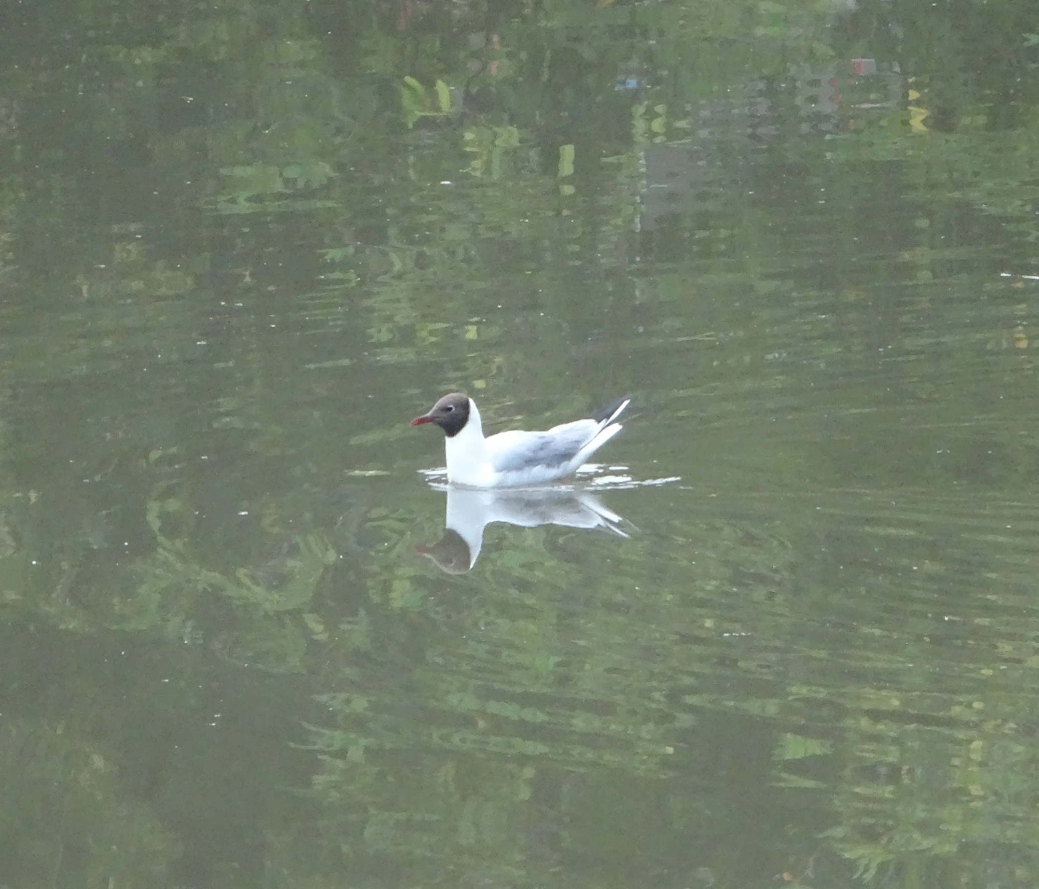 a white duck floating on top of water