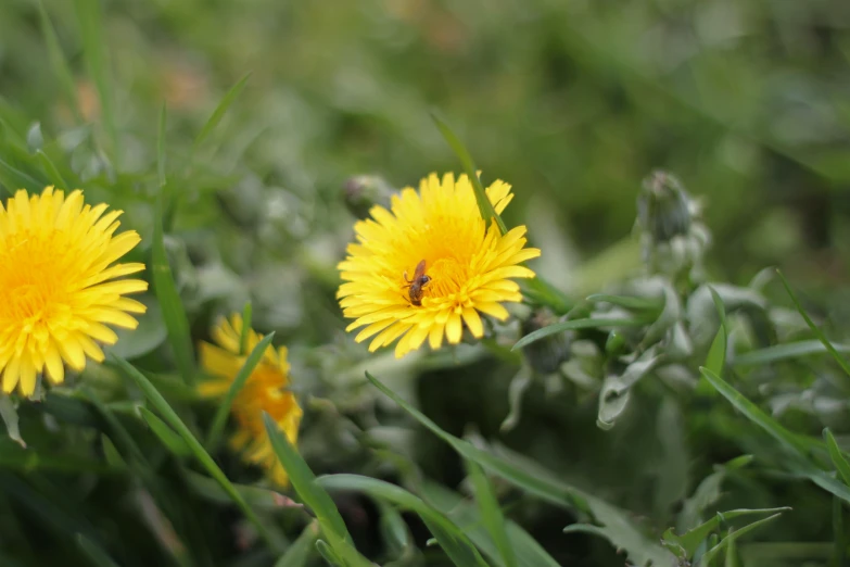 several yellow flowers are in some grass