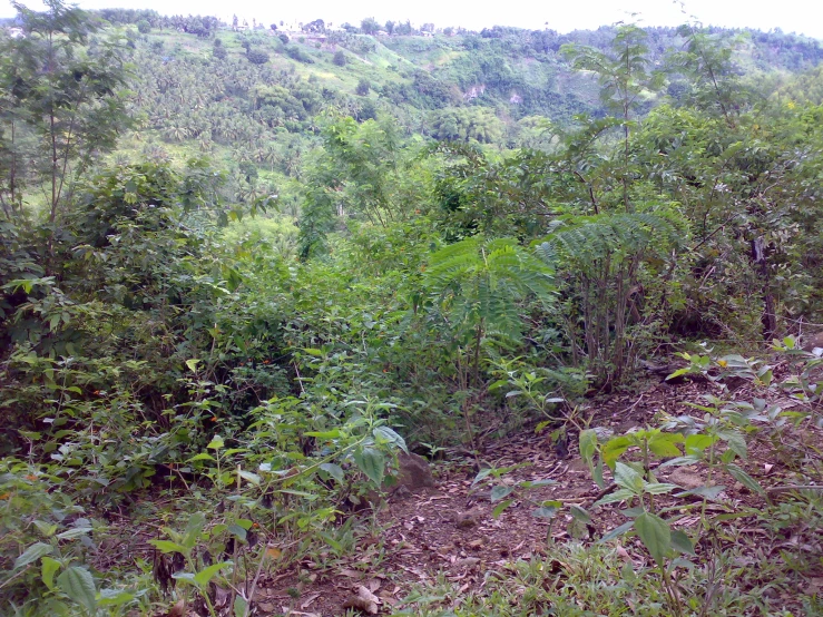 an uphill view in a tropical forest