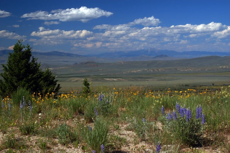 a field of wildflowers on a clear day with mountains in the background